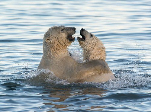 медвежьи игры