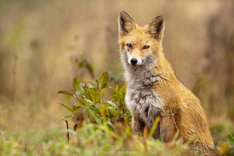 fox, fuchs, red fox, wildlife, shelter, hide, poland, fields, autumn, eye, lucky Eye to eye фото превью