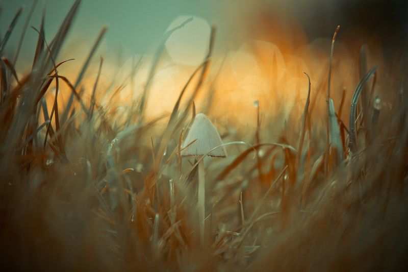 mushroom, macro, center, grass, post-processing In the middle фото превью