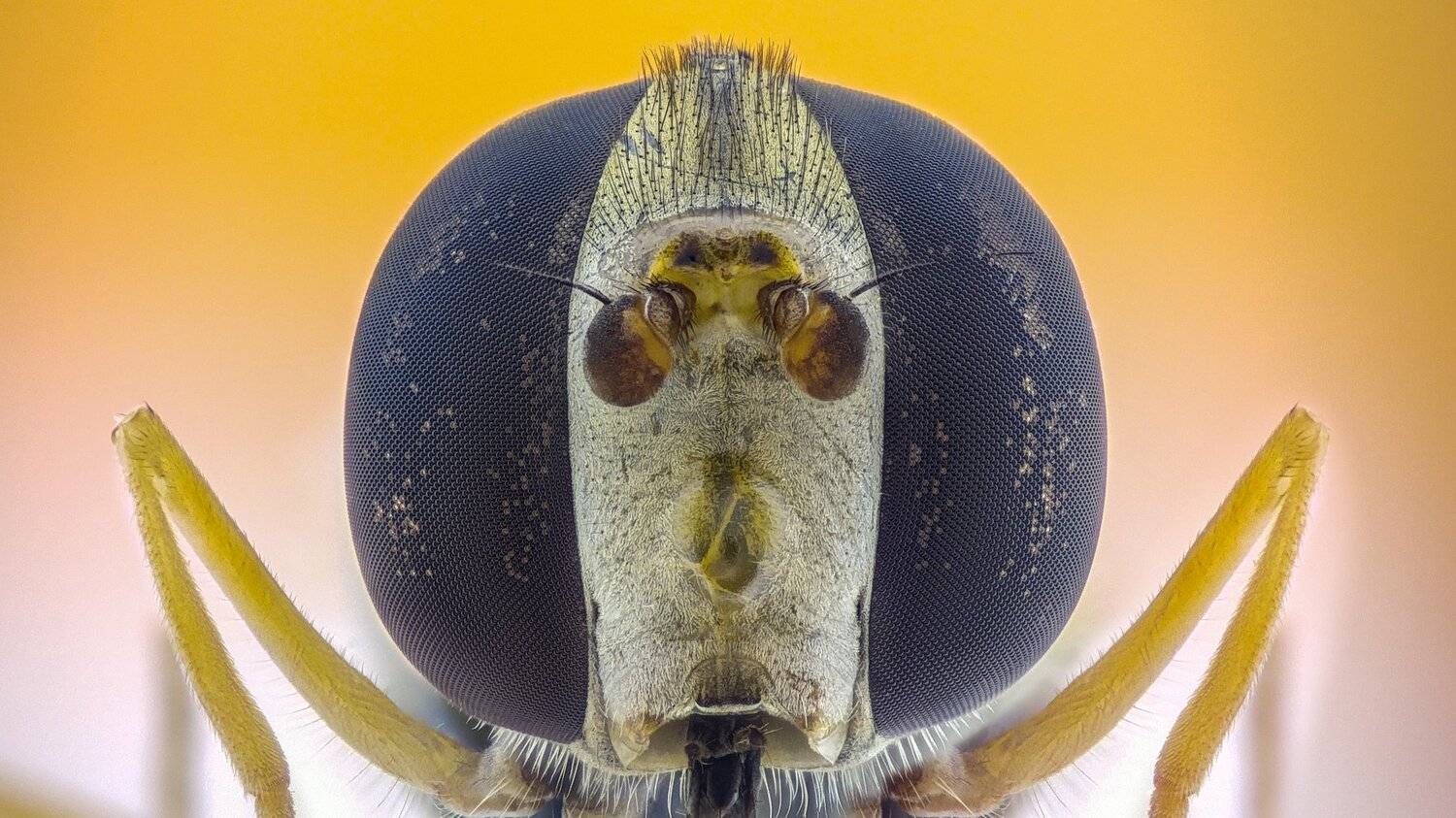 ceclii,macro,lgg4, extrememacro,  макро, Tsvetan Ganev