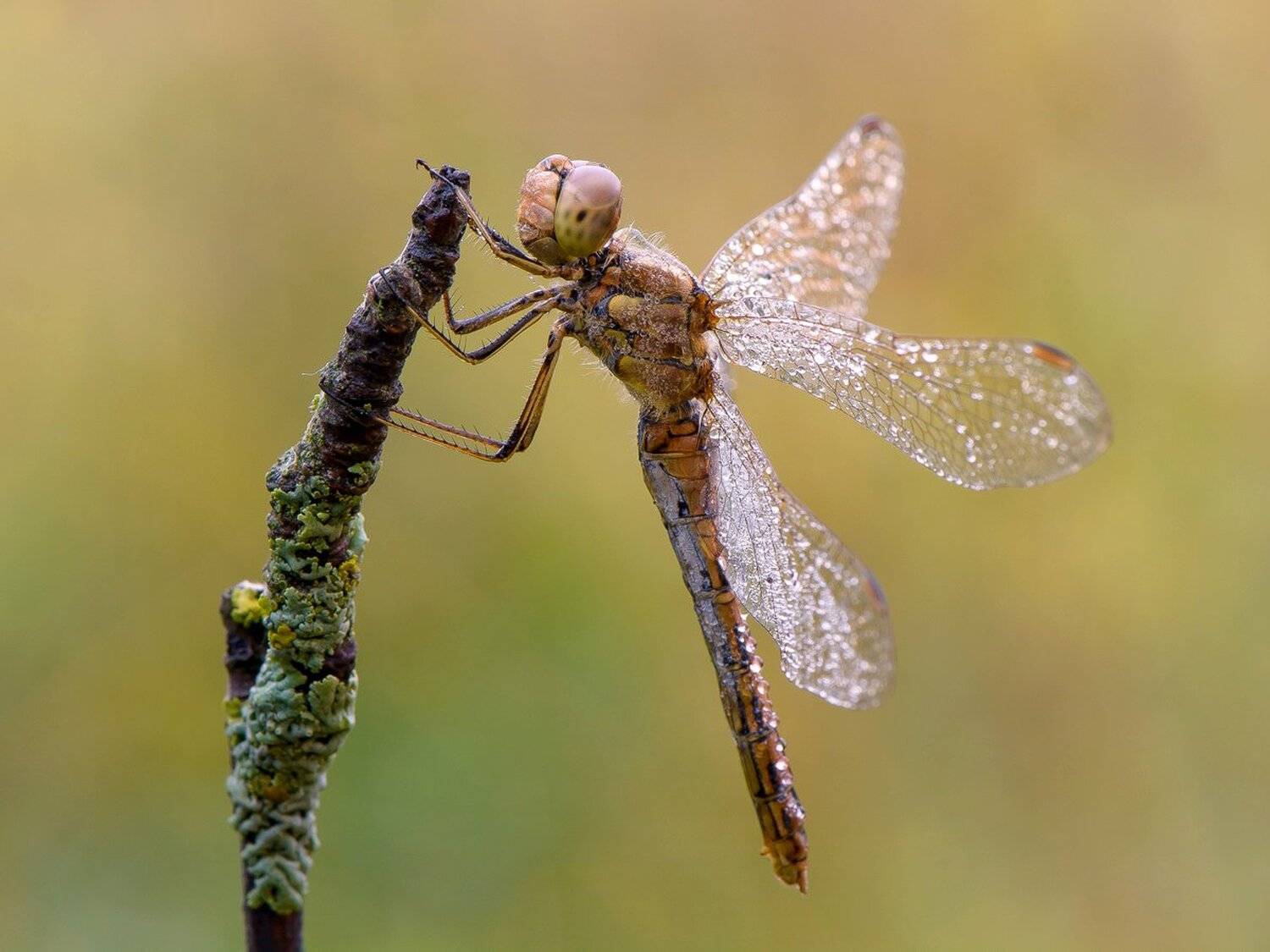 , Кузнецов Дмитрий
