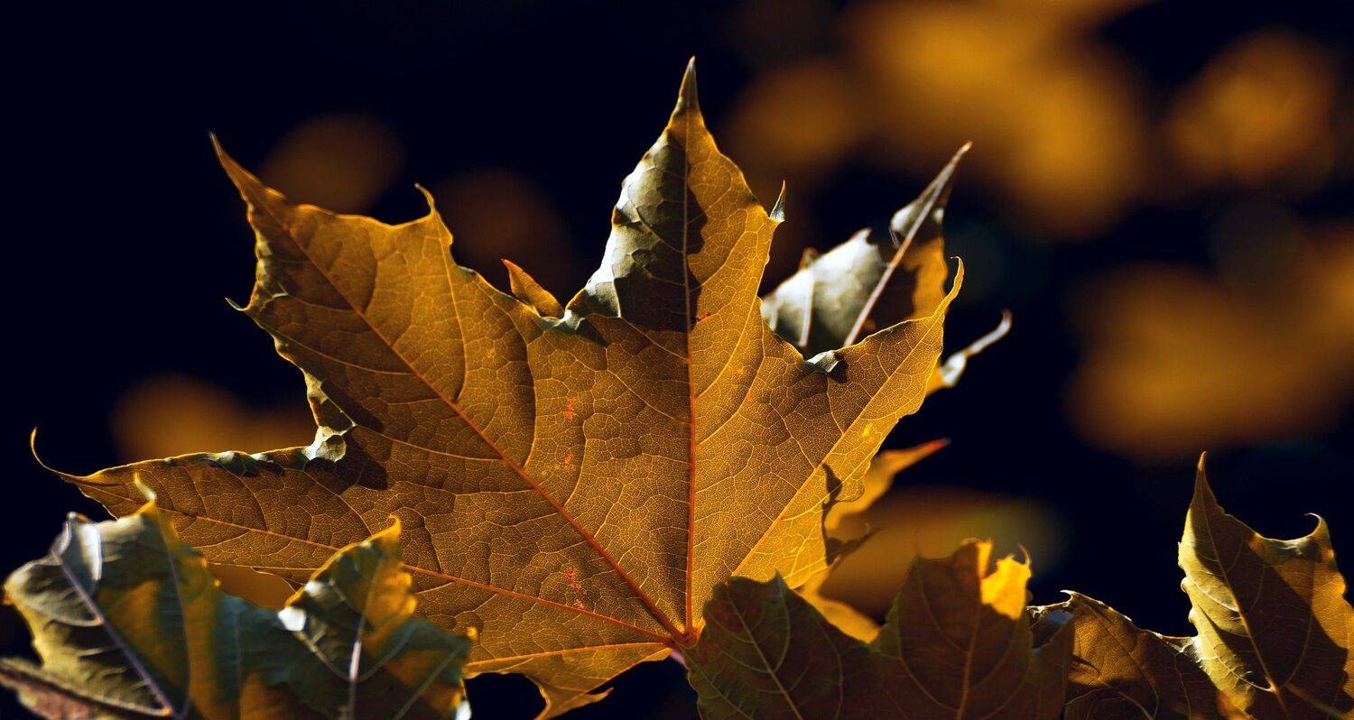 осень,беларусь,природа, Sixten ( Сергей )