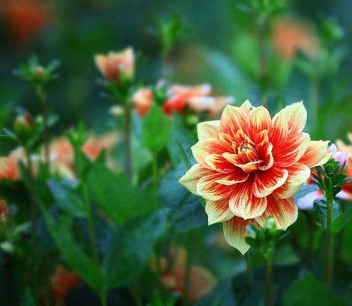 Dahlias