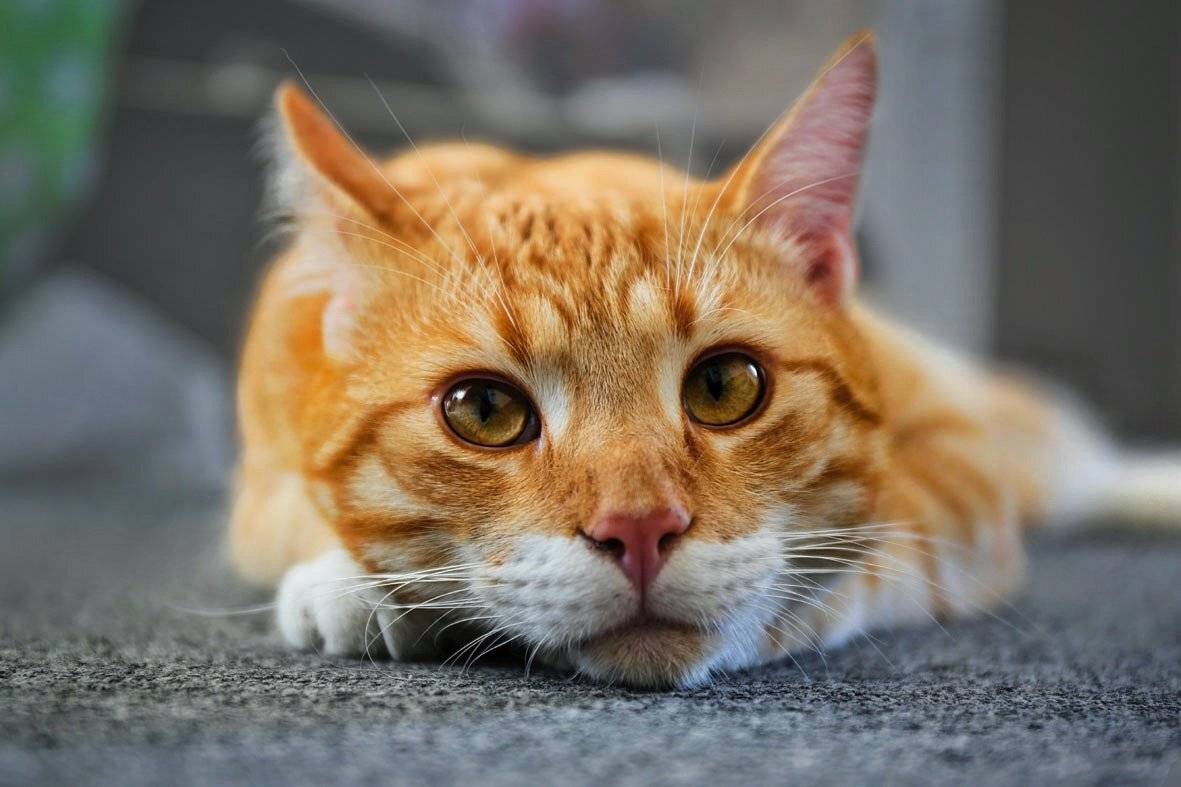 кот,рыжик, друг,, Zadorina Svetlana