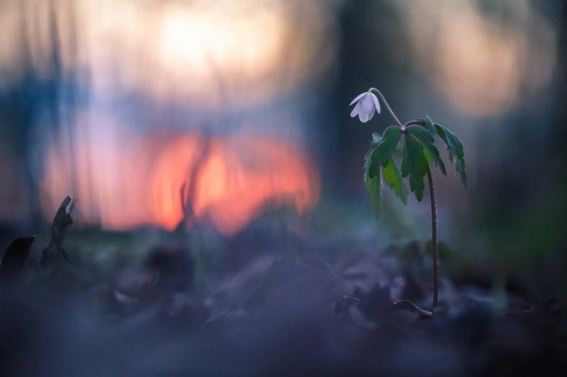 Провожая уходящий день фото превью