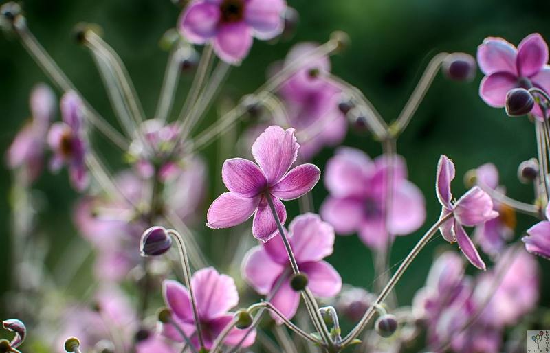 Autumn Breeze фото превью