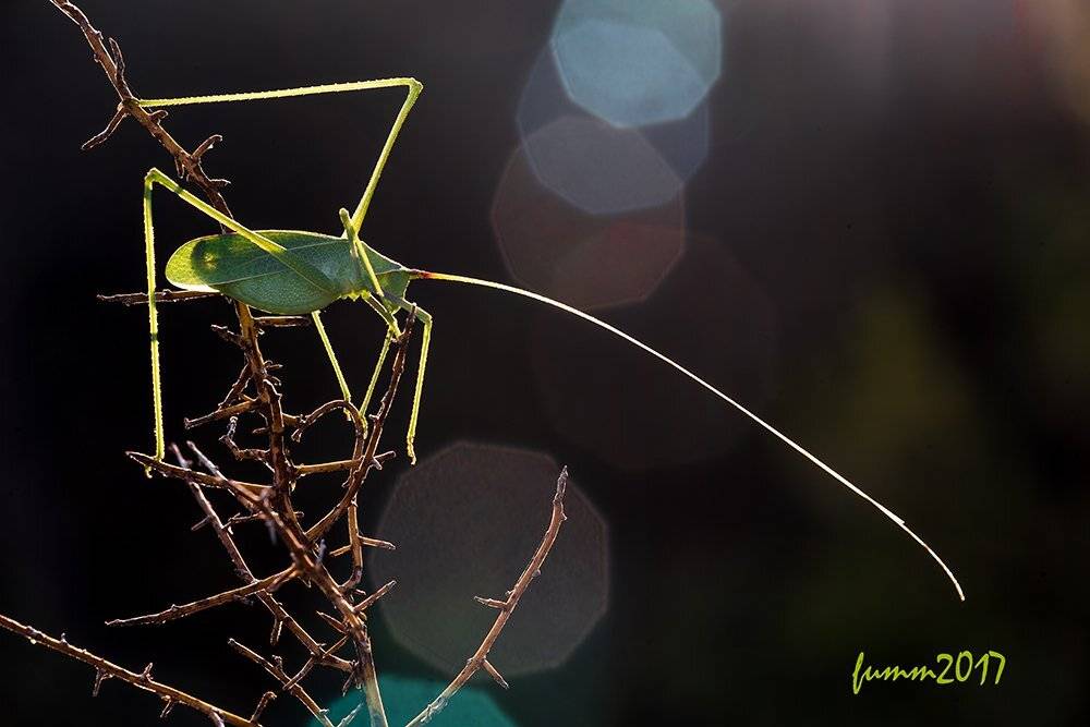 , Игорь ФУММ