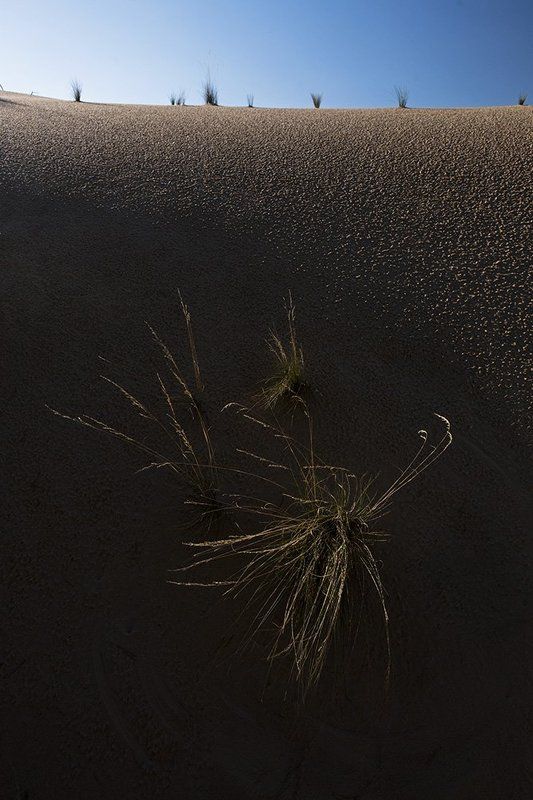 донская сахара Донская Сахара фото превью