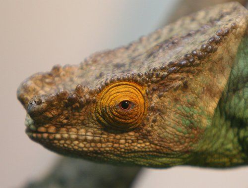 Chameleon. Portrait.