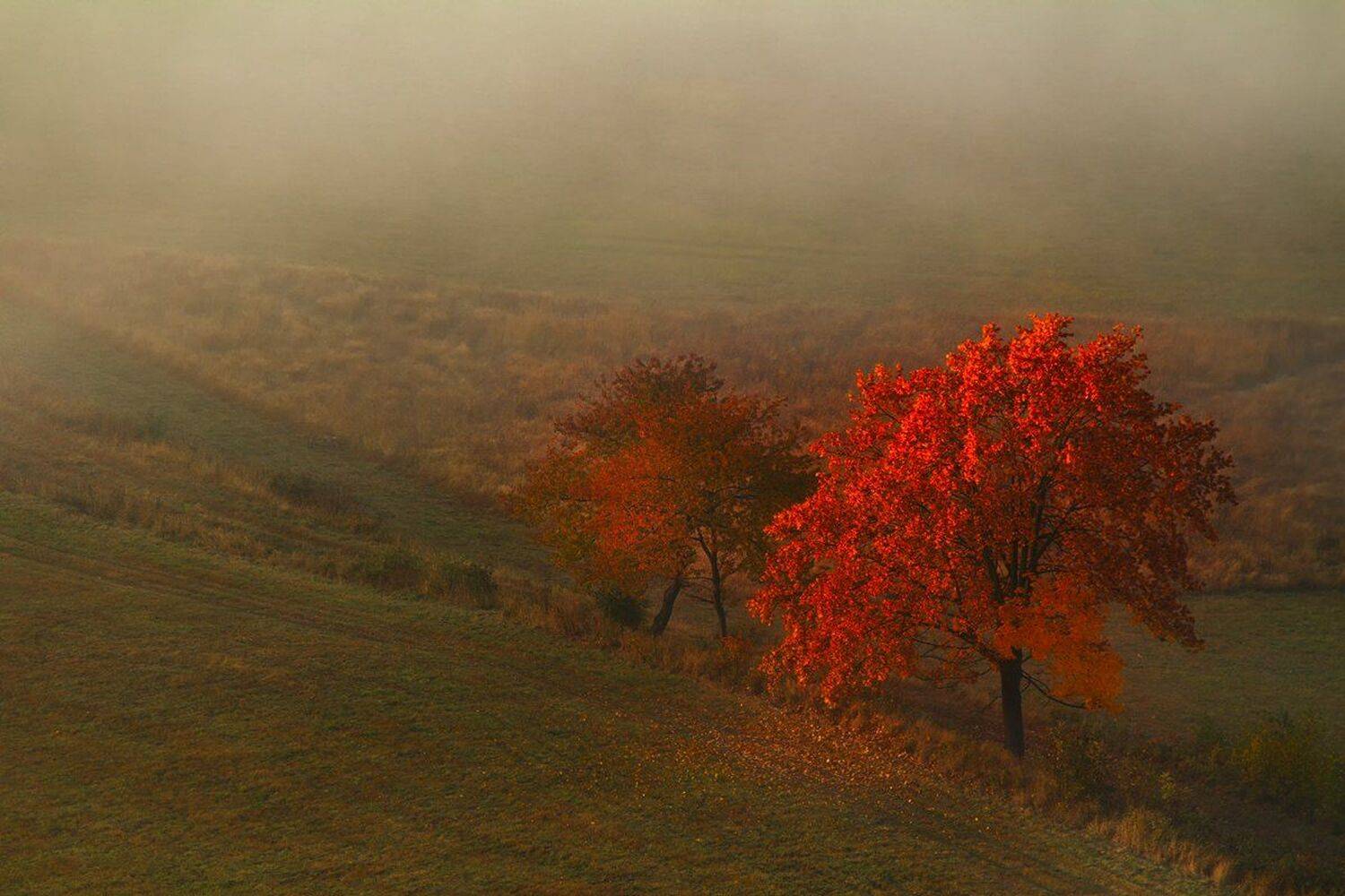 landscape,canon,mist,light,autumn, Iza,Darek