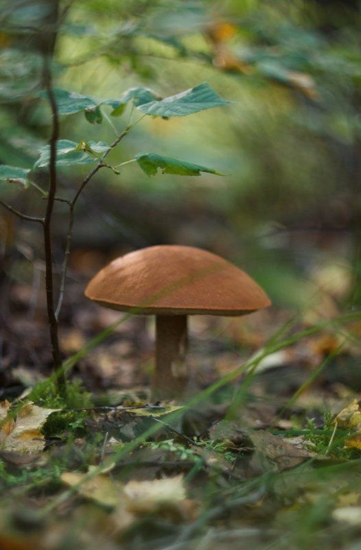 гриб, подосиновик, лес Тихая охота фото превью