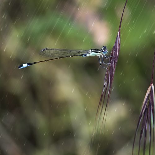 Dragon fly in the rain
