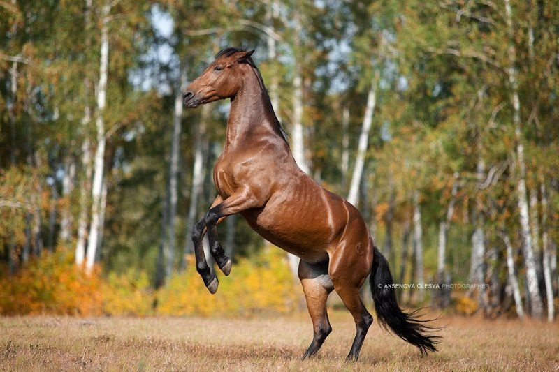Кобыла Соната Русской рысистой породы фото превью