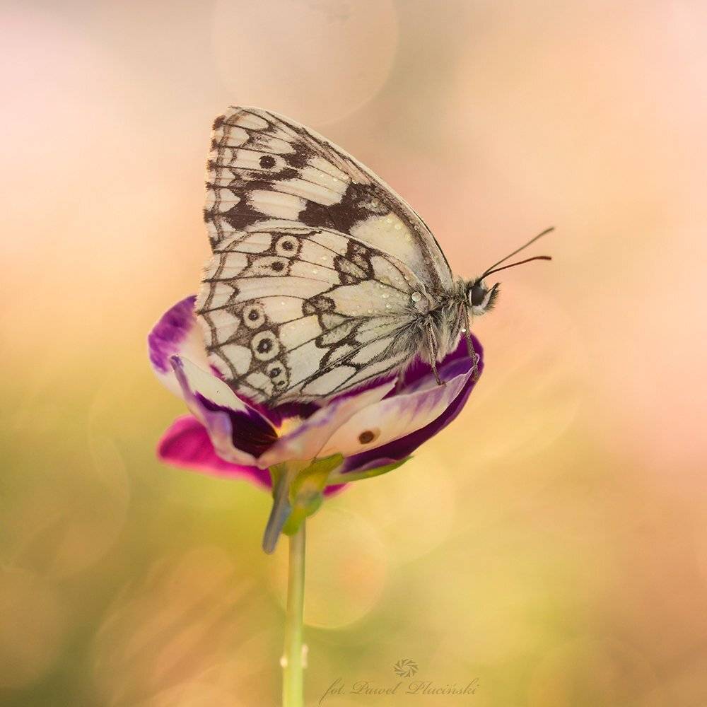 , Pawel Plucinski