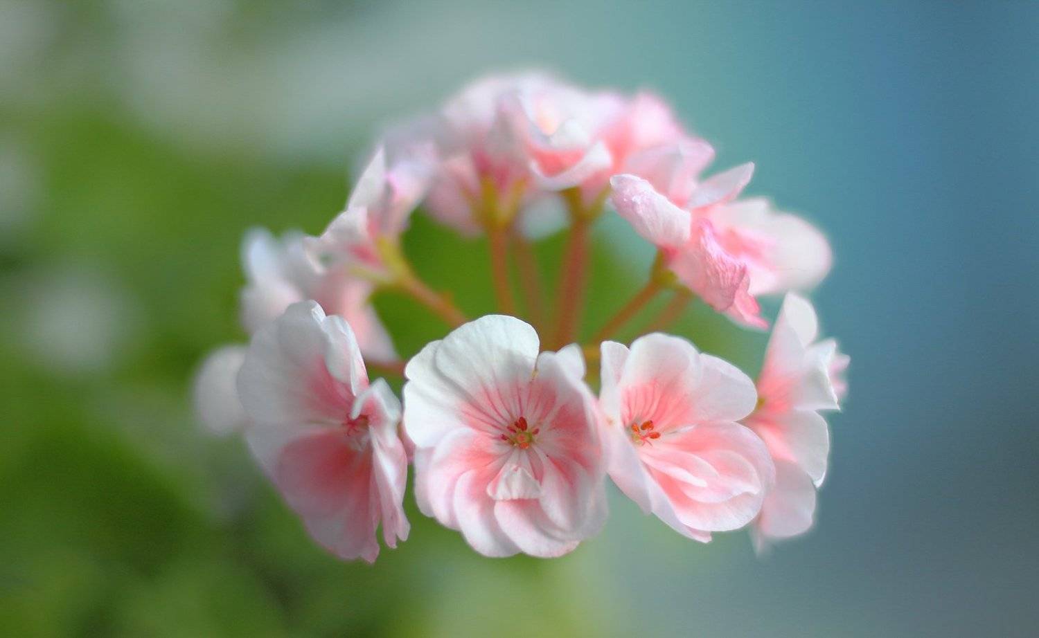 цветы, весна, танец, хоровод, Виктор Климкин