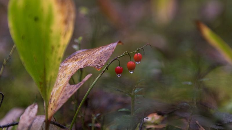Грибной бум фото превью