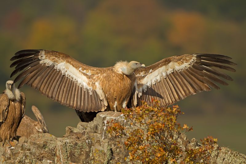 Белоглавият лешояд    Gyps fulvus фото превью