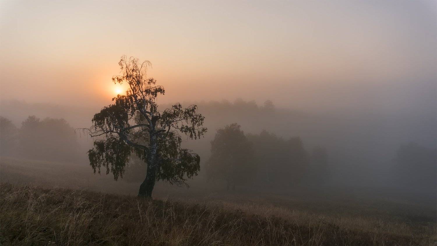 утро, туман, рассвет, Леонид Максименко