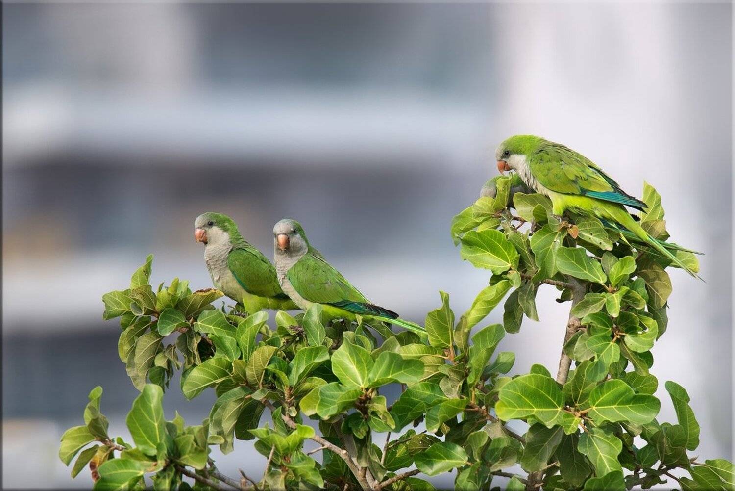 попугаи, парк, дерево, Людмила Бекман