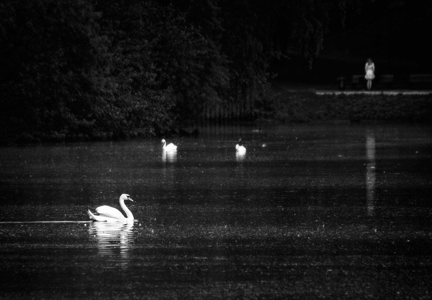 озеро, лебедь, дефушка, Олег Тыркин