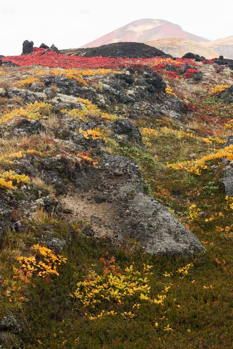 Камчатка, природа, тундра, осень, вулкан, горы, сопки, Сергей Козинцев