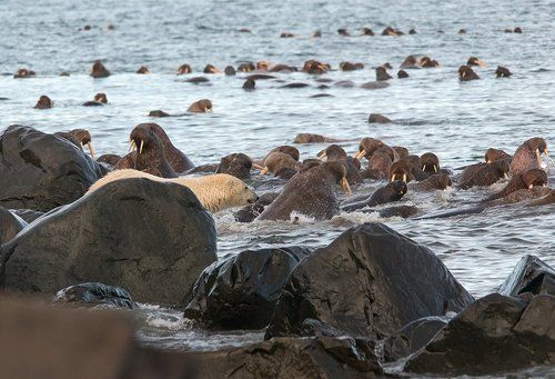Шухер на лежбище