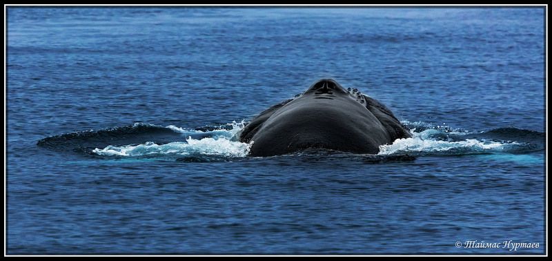 83 ПАРАЛЕЛЬ  ДИКАЯ ПРИРОД ВЫСОКИХ СЕВЕРНЫХ ШИРОТА фото превью