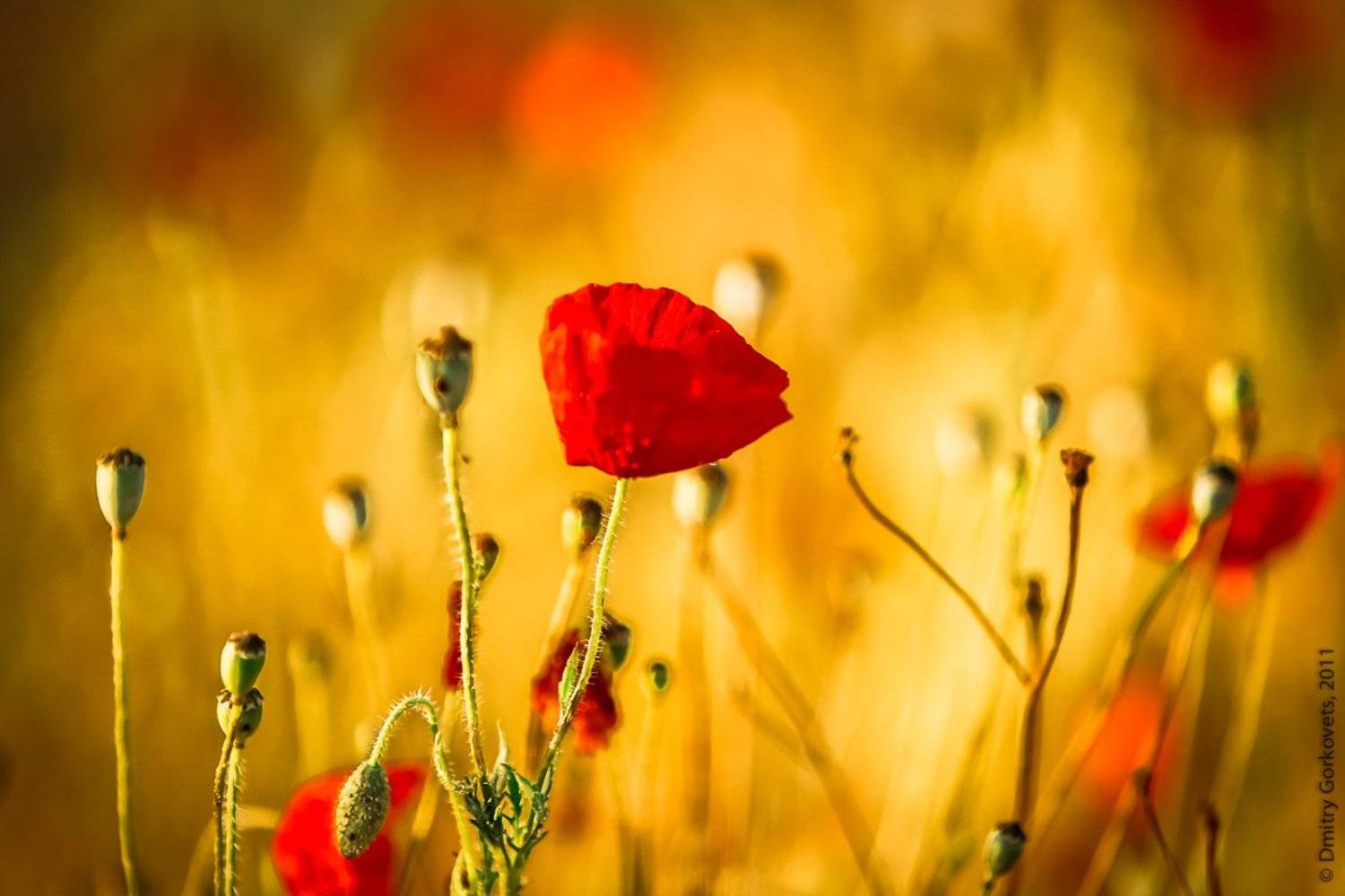 #landscapes #color #PhotoByDmitryGorkovets #poppies #sunrise , Горковец Дмитрий