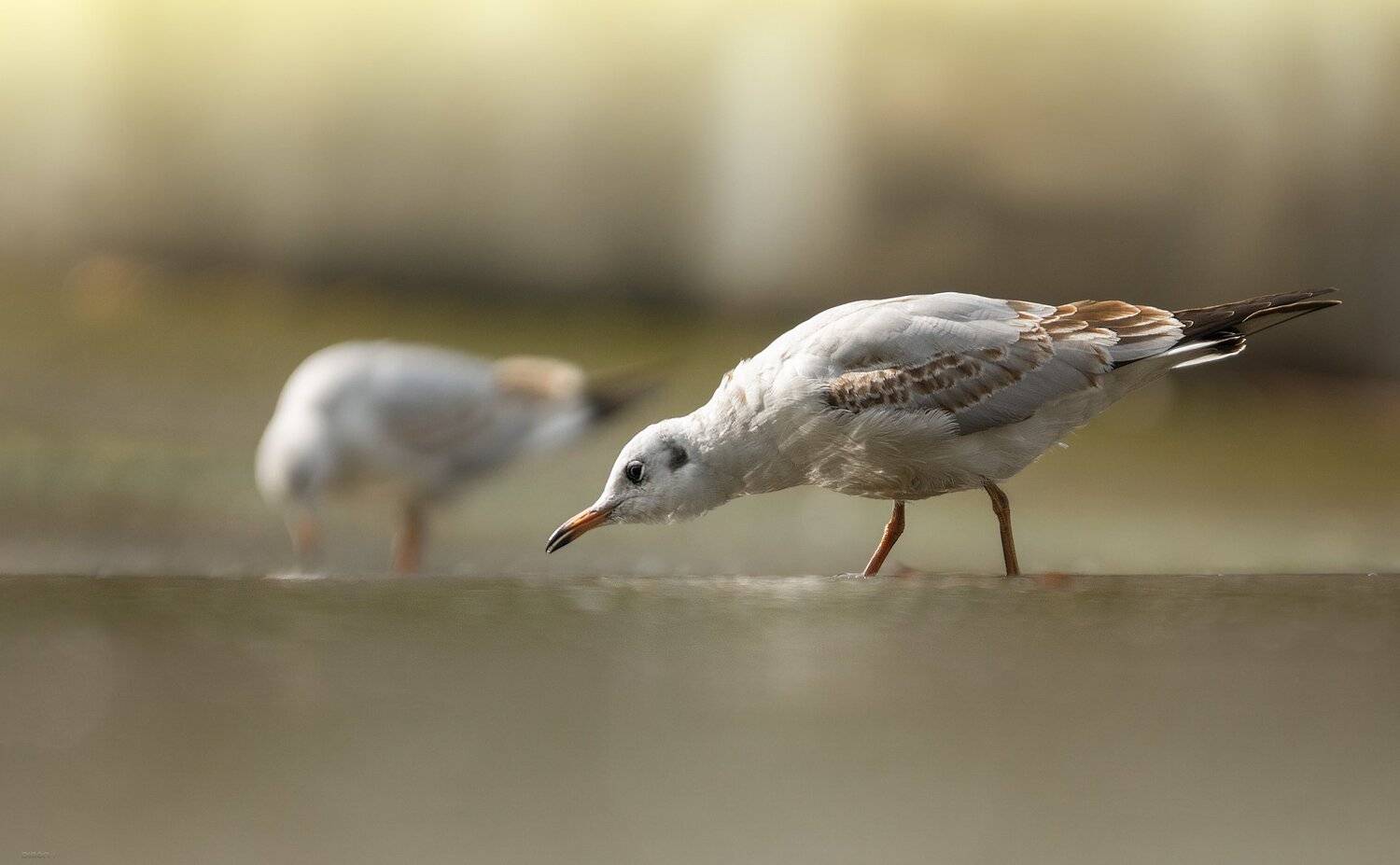 природа, лес, животные, птицы, Дмитрий Посевич