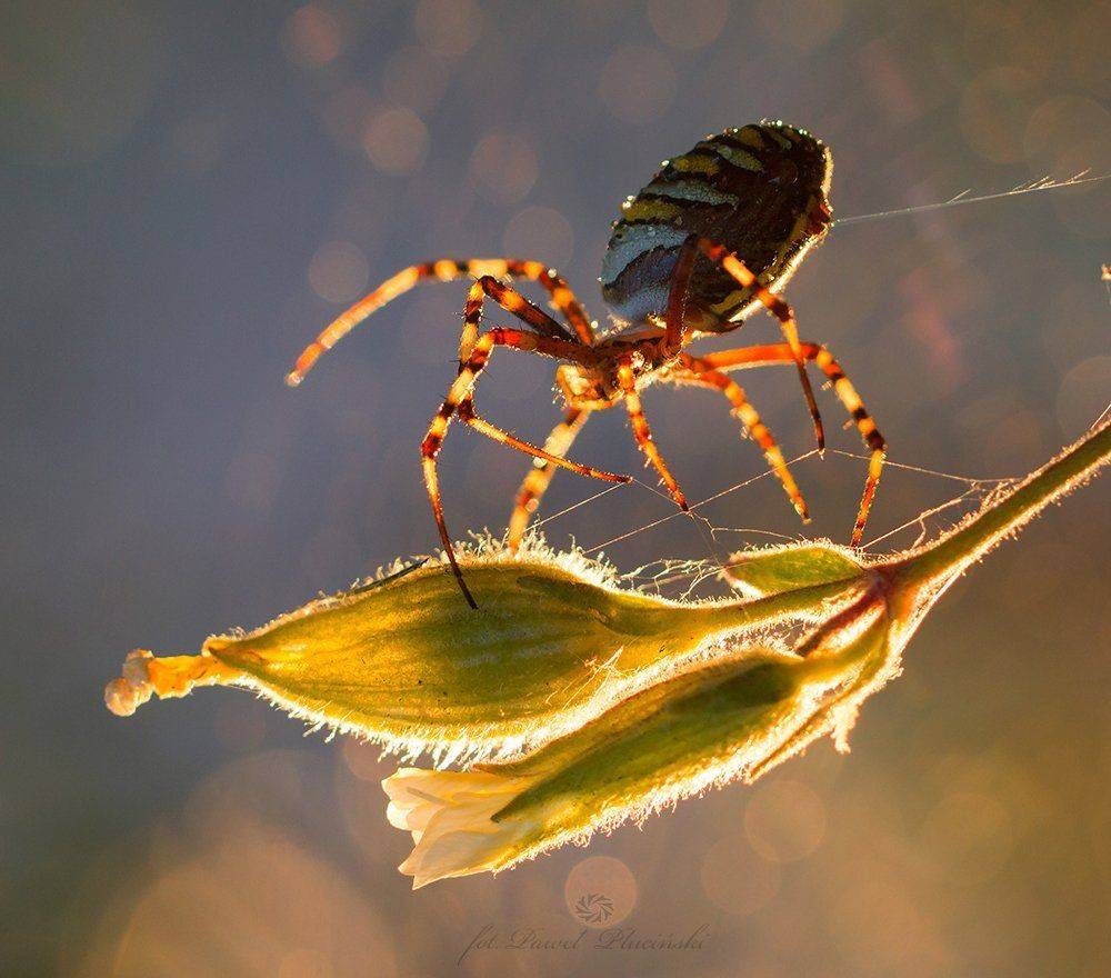 , Pawel Plucinski