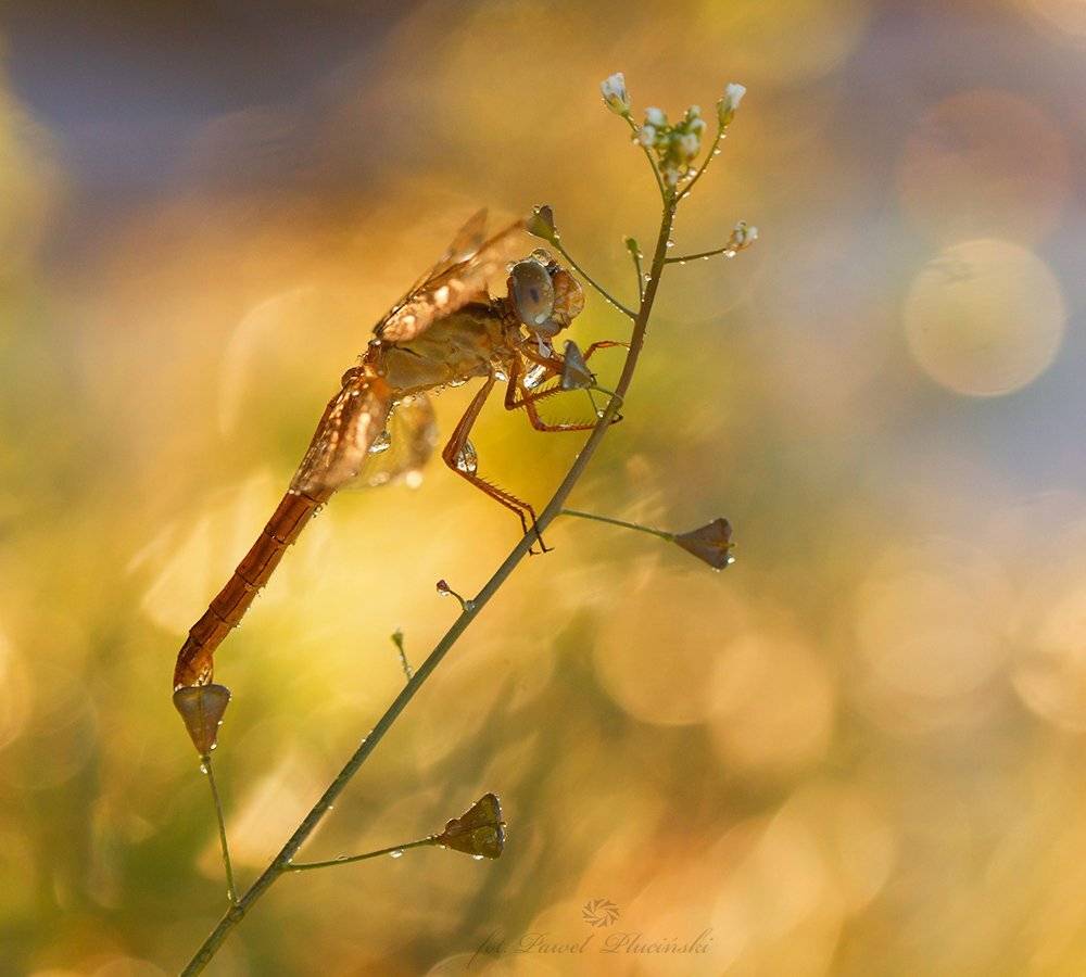 , Pawel Plucinski