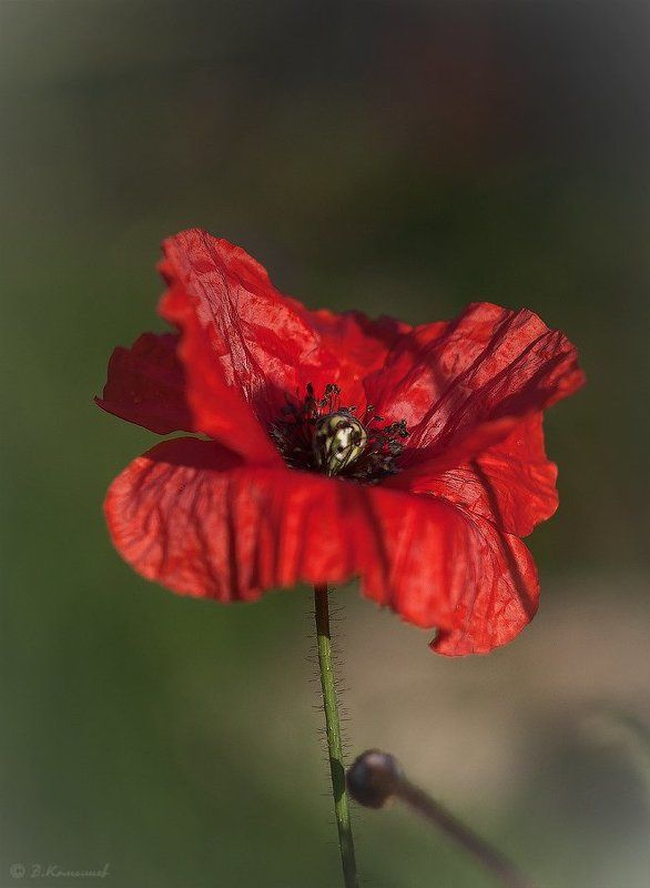 природа, цветы, мак И снова замерев в поклоне... фото превью