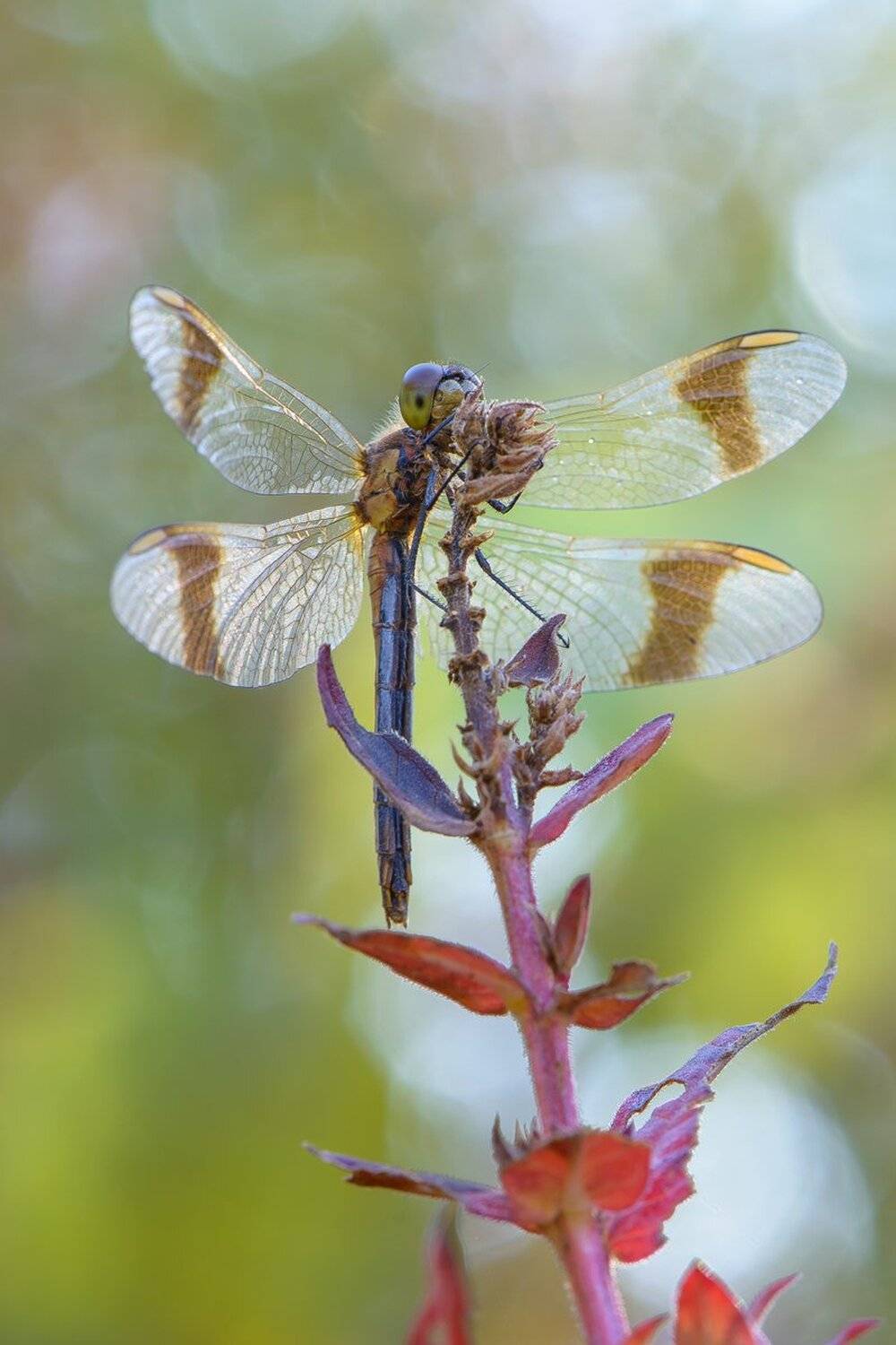 , Кузнецов Дмитрий