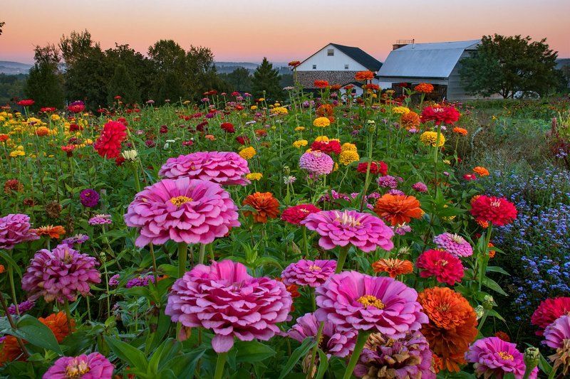Autumn Flowers фото превью