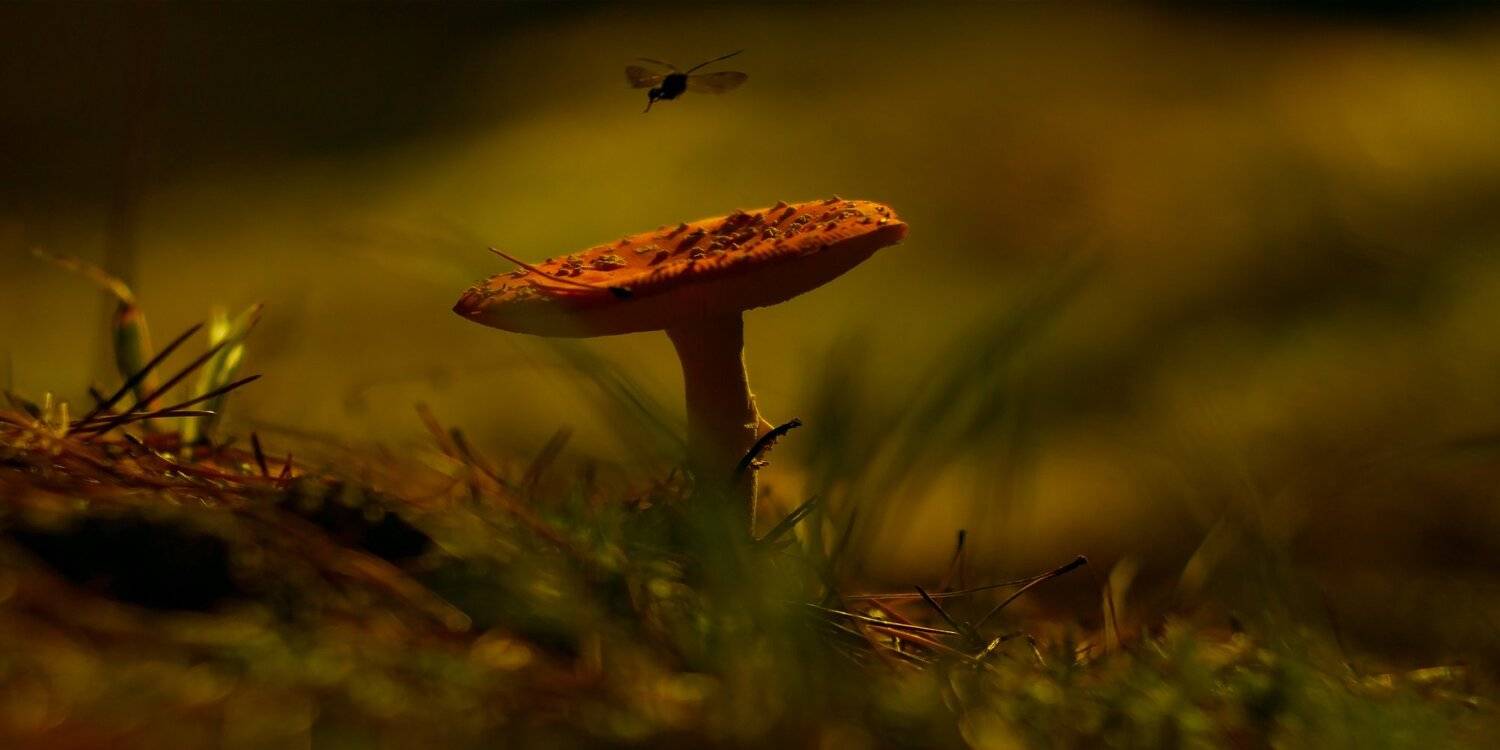 осень,беларусь,природа,лес, Sixten ( Сергей )