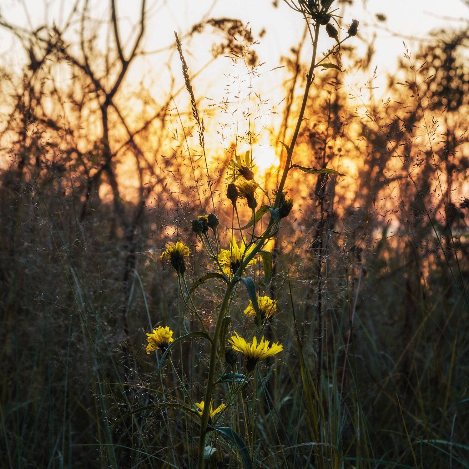 , Вавилова Елизавета