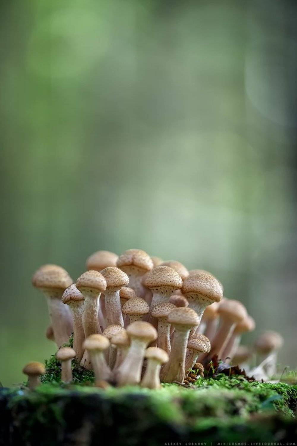 опята, Алексей Лобанов