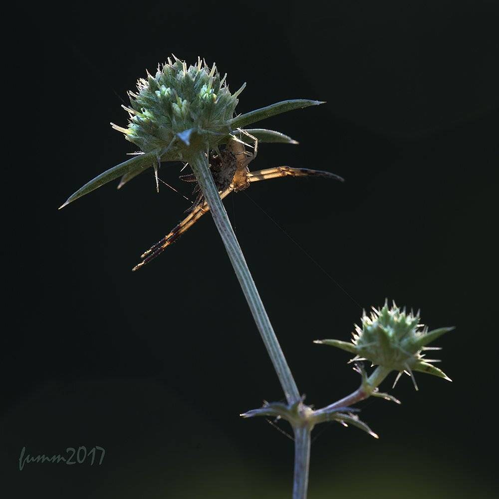 , Игорь ФУММ