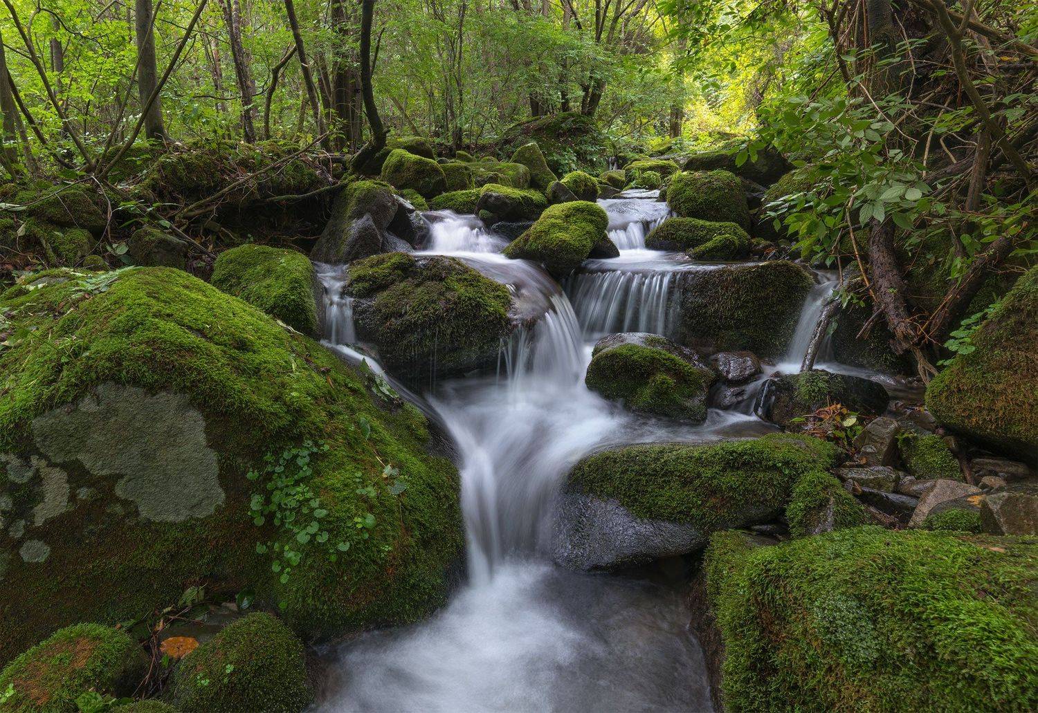stream, waterflow, running water, moss,  falls,  cascade,  summer, Jaeyoun Ryu