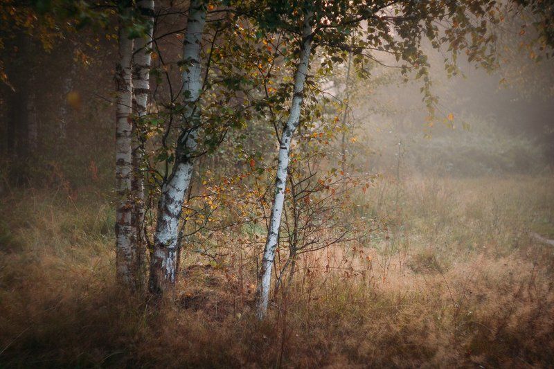 фото, природа, лес, дубна, россия Субботнее утро фото превью