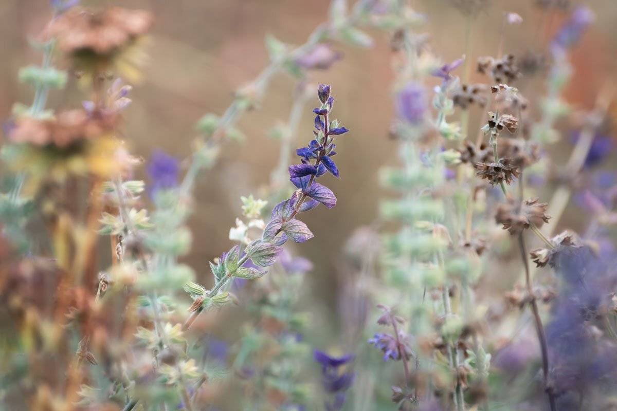 , Шинкарева Елена