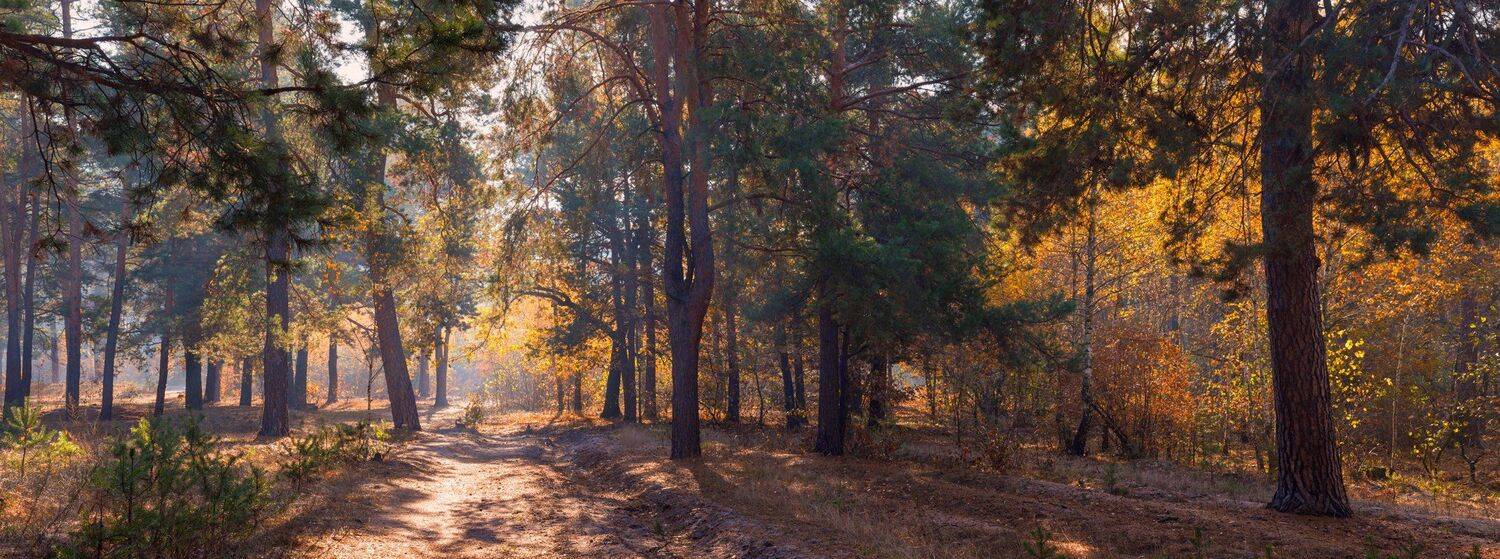 лес, осень, утро, октябрь, Галанзовская Оксана