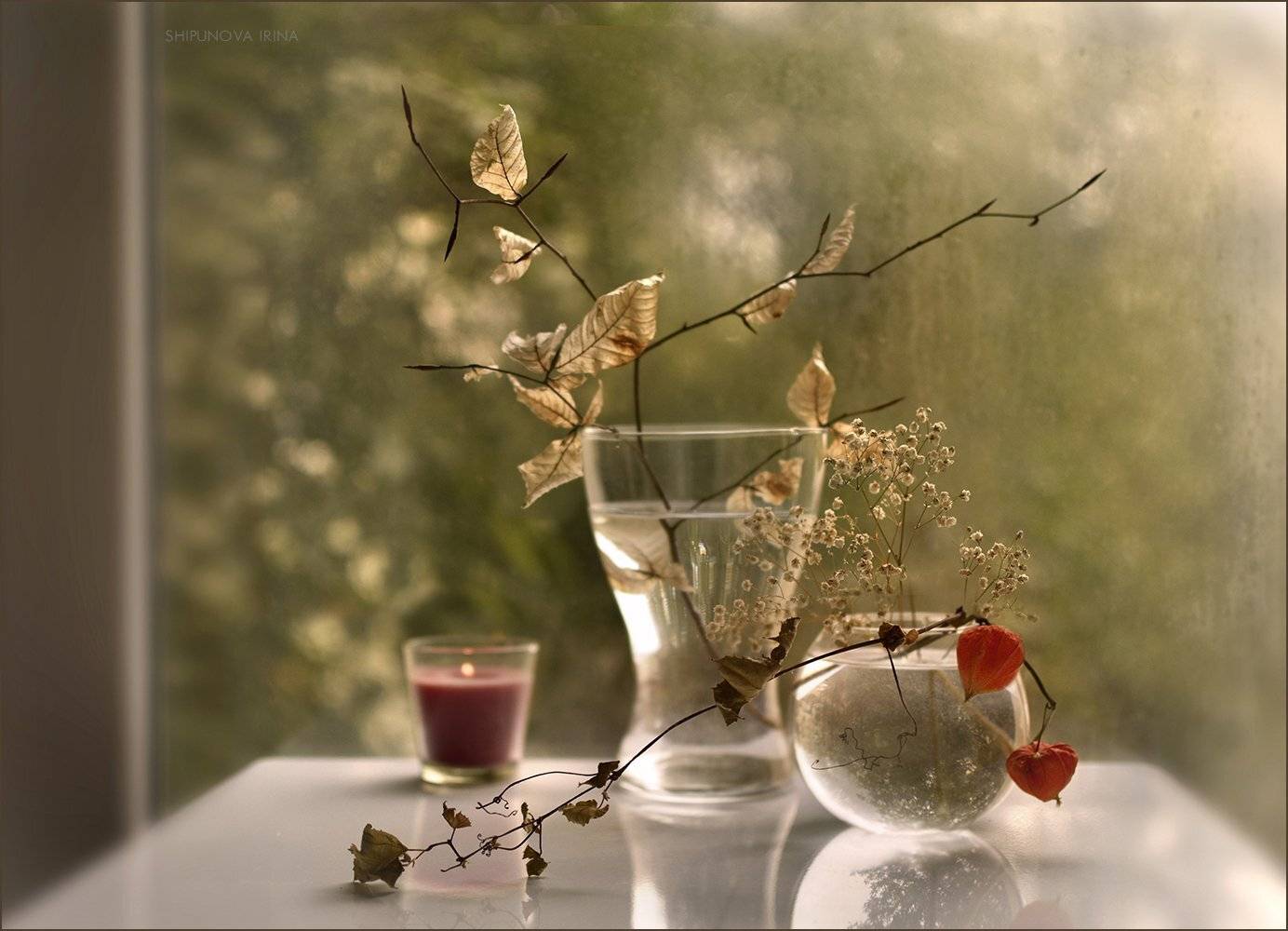 , Шипунова Ирина