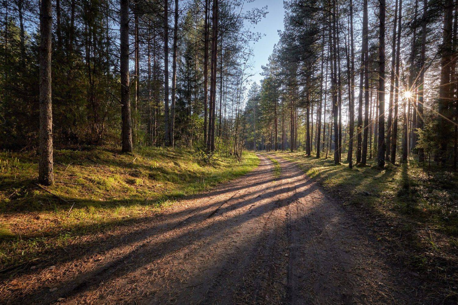 дорога, сосны, лес, солнце, тени, Антон Кононов