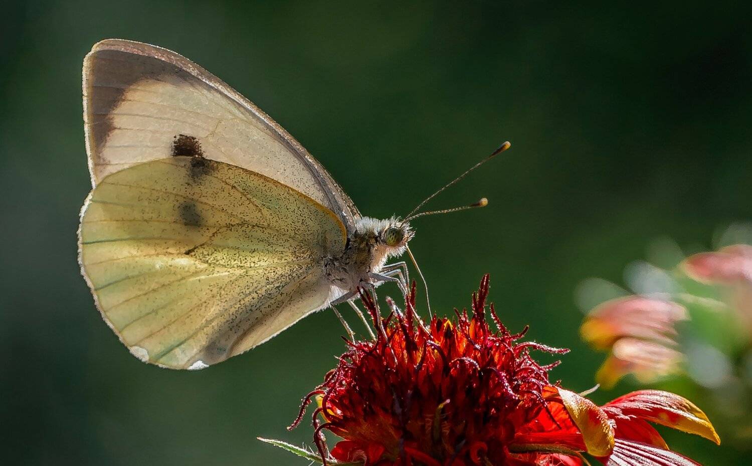 природа, макро, насекомое, бабочка, Неля Рачкова