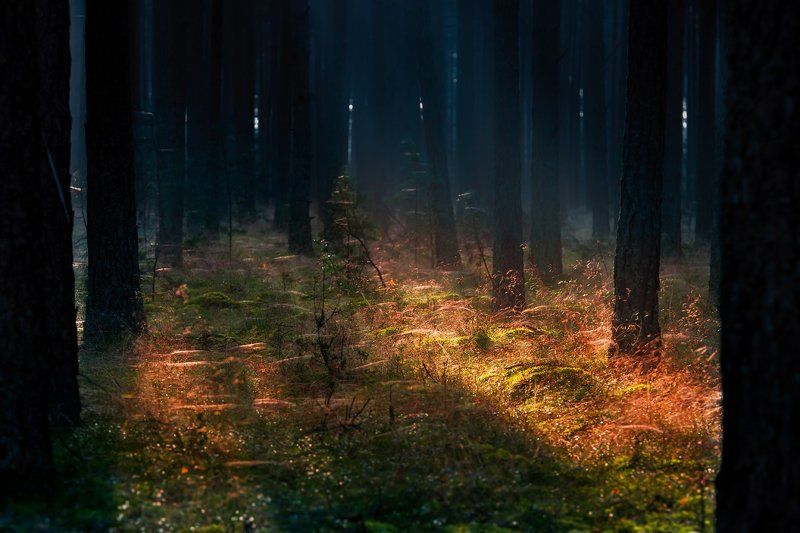 Leśne mgł II фото превью