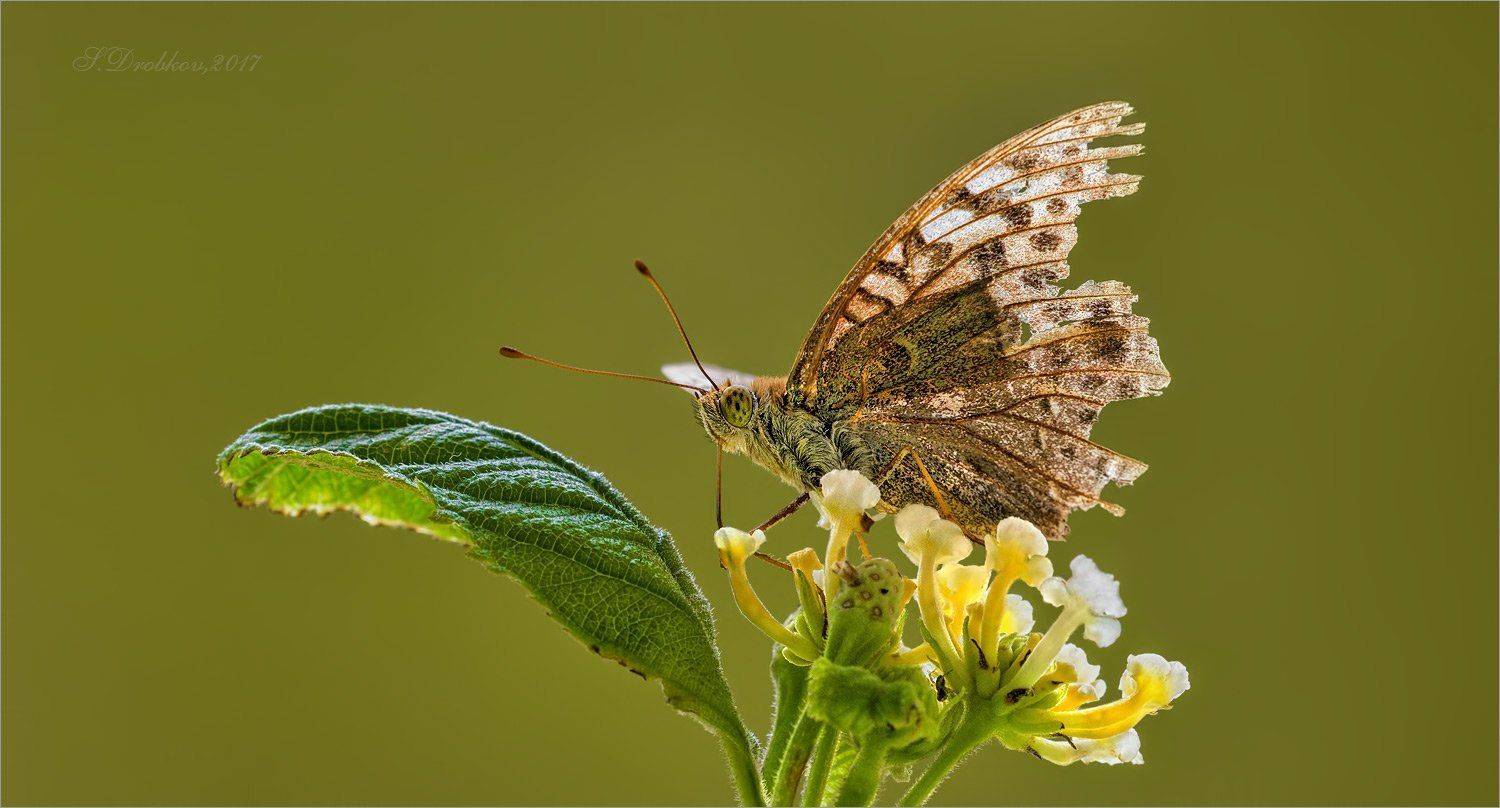 бабочка, осень, макро, Sergey Drobkov