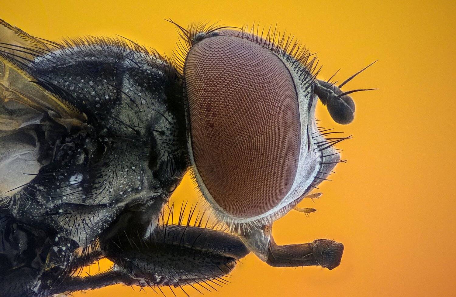 ceclii,macro,lgg4, extrememacro,  макро, Tsvetan Ganev