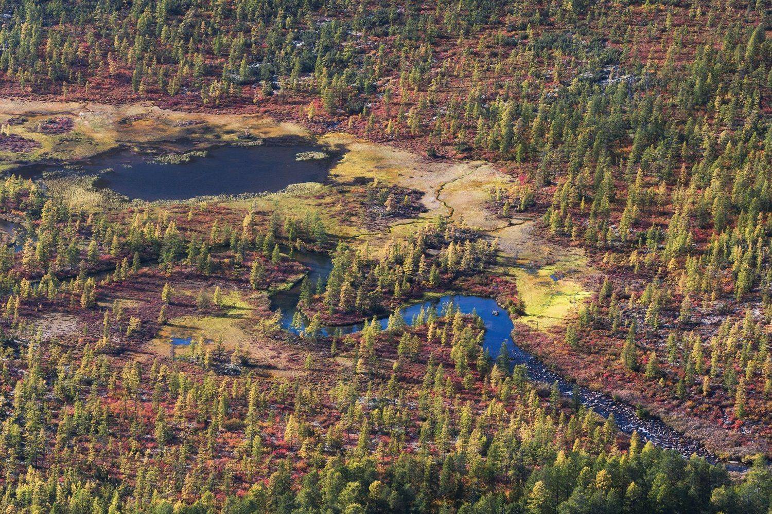 россия, колыма, озеро джека лондона, осень, ручей, река, болото, озеро, неведомый, Марина Маликова