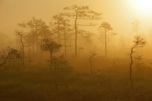 Туманный лес